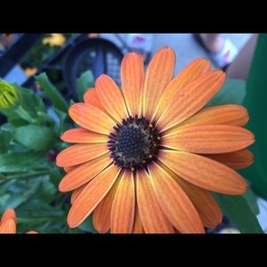 Meet your Posher, Grace